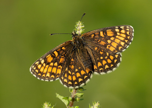 Heath Fritillary Melitaea athalia