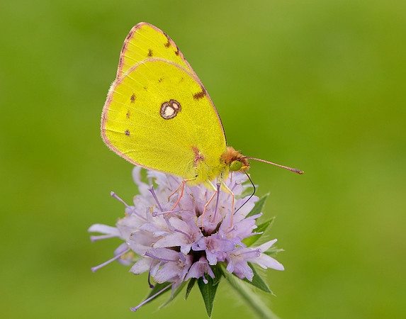 Clouded Yellow Colias croceus