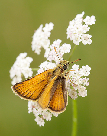 Essex Skipper Thymelicus lineola