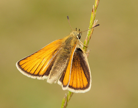 Essex Skipper Thymelicus lineola