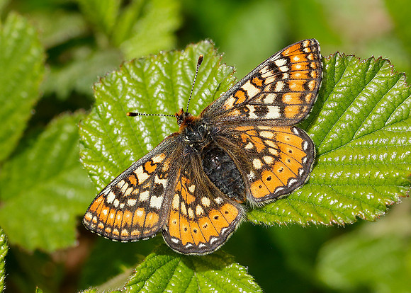 Marsh Fritillary Euphydryas aurinia