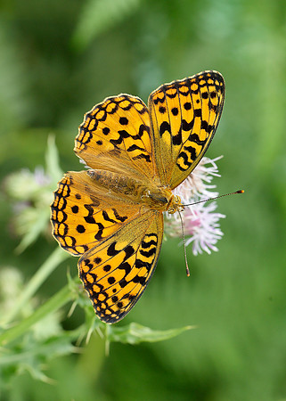 High Brown Fritillary Argynnis adippe