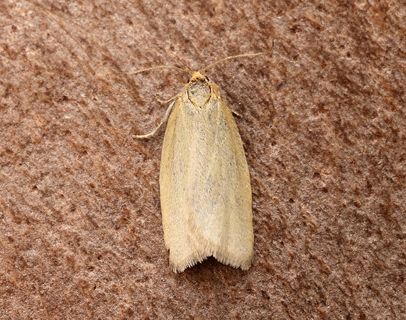 49.031 BF989 Timothy Tortrix Aphelia paleana