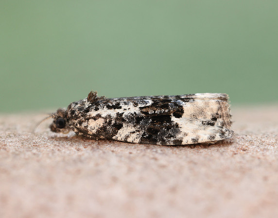 49.149 BF1092 Apotomis turbidana