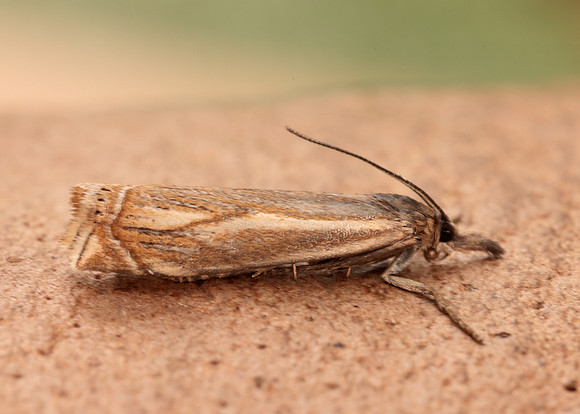 63.086 BF1301 Crambus lathoniellus