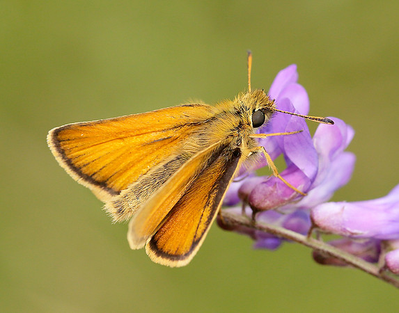 Essex Skipper Thymelicus lineola