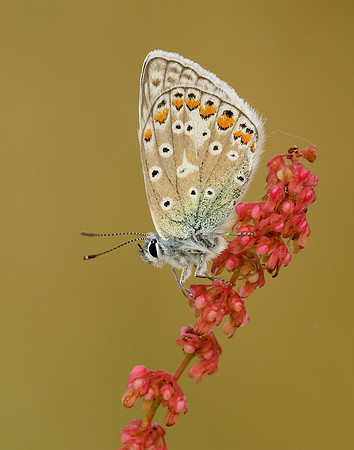 Common Blue Polyommatus icarus