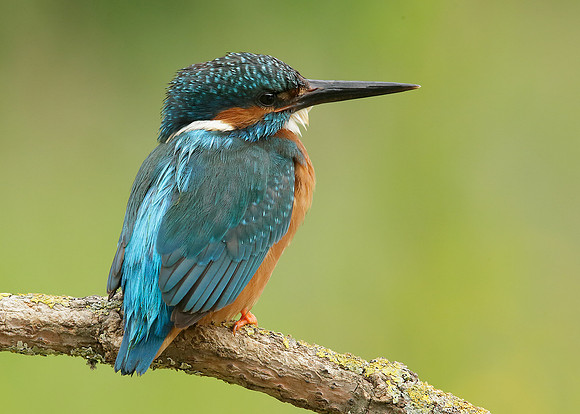 Kingfisher Alcedo atthis
