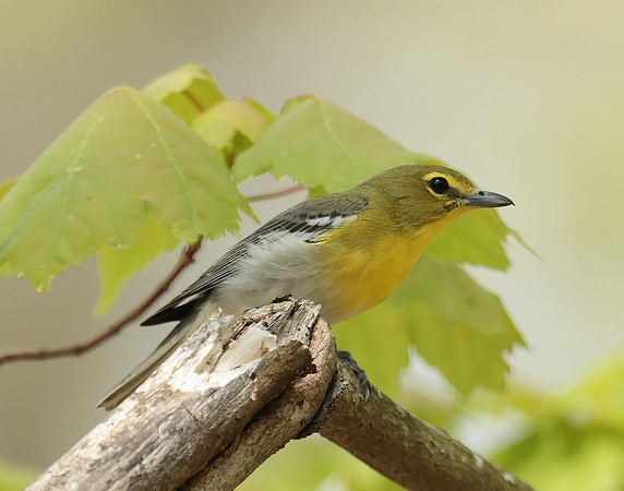 Yellow-throated Vireo Vireo flavifrons