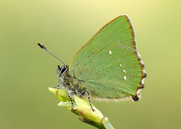 Green Hairstreak Callophrys rubi