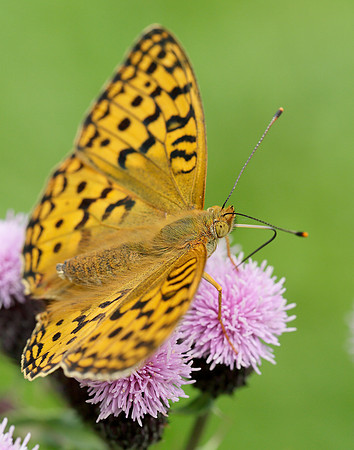 High Brown Fritillary Argynnis adippe