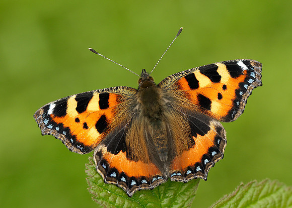 Small Tortoiseshell Aglais urticae