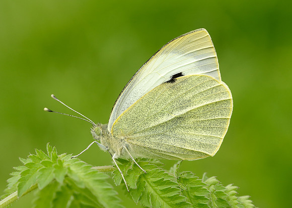 Large White Pieris brassicae