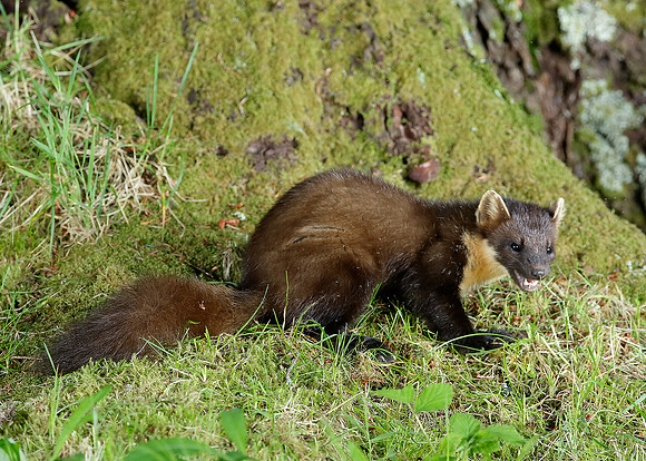 Pine Marten Martes martes