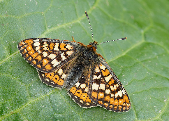 Marsh Fritillary Euphydryas aurinia