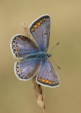 Common Blue Polyommatus icarus