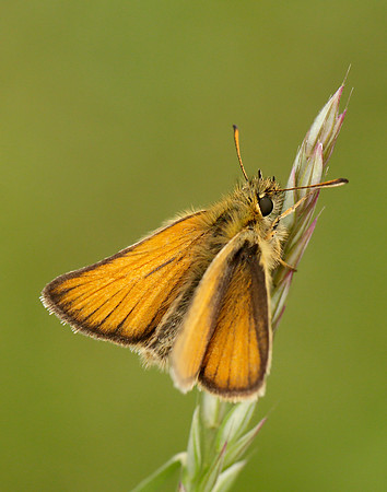 Essex Skipper Thymelicus lineola