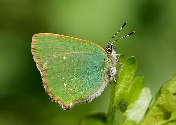 Green Hairstreak Callophrys rubi