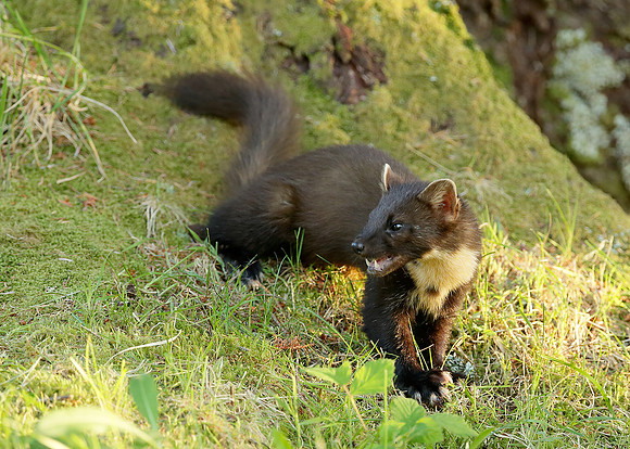Pine Marten Martes martes