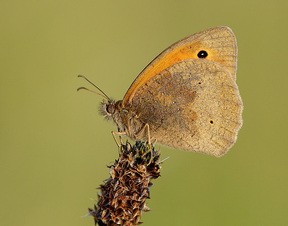 Meadow Brown Maniola jurtina