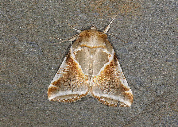 65.009 BF1653 Buff Arches Habrosyne pyritoides