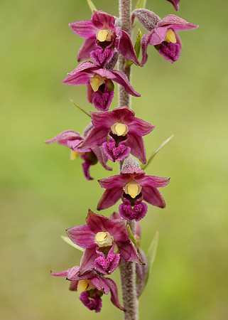 Dark Red Helleborine Epipactis atrorubens