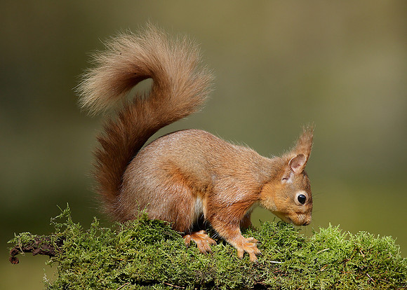 Red Squirrel Sciurus vulgaris