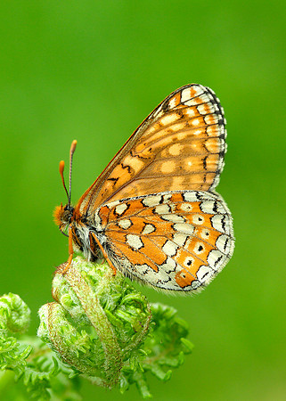 Marsh Fritillary Euphydryas aurinia