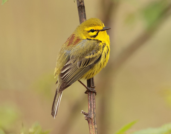 Prairie Warbler Setophaga discolor