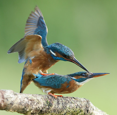Kingfisher Alcedo atthis