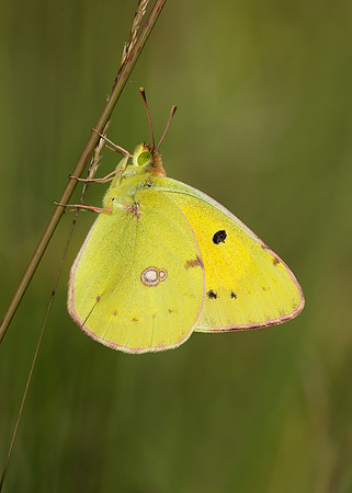 Clouded Yellow Colias croceus