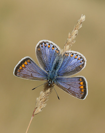 Common Blue Polyommatus icarus