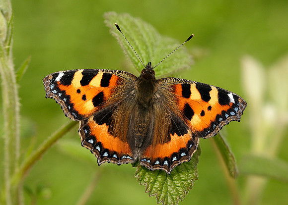 Small Tortoiseshell Aglais urticae