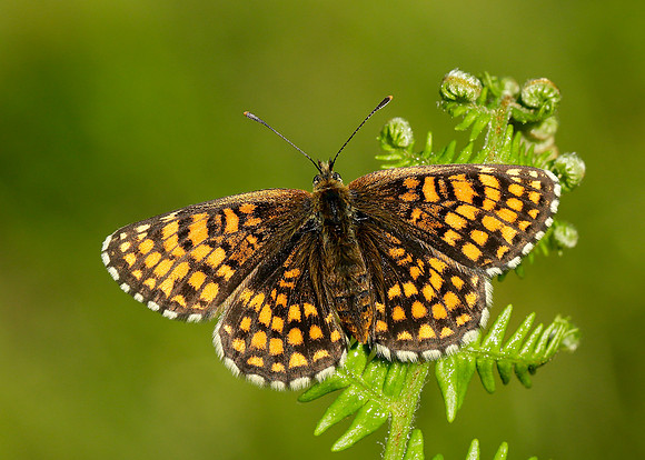 Heath Fritillary Melitaea athalia