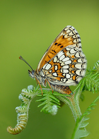 Heath Fritillary Melitaea athalia