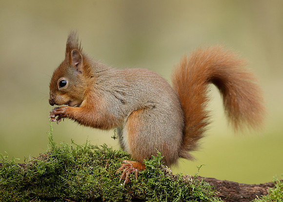 Red Squirrel Sciurus vulgaris