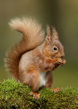 Red Squirrel Sciurus vulgaris