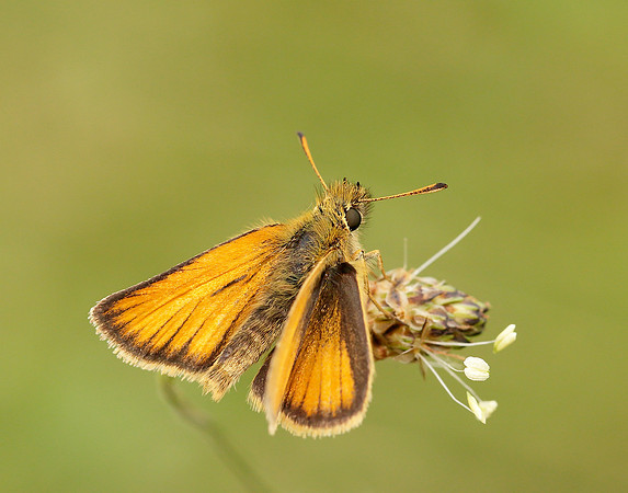 Essex Skipper Thymelicus lineola