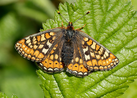 Marsh Fritillary Euphydryas aurinia