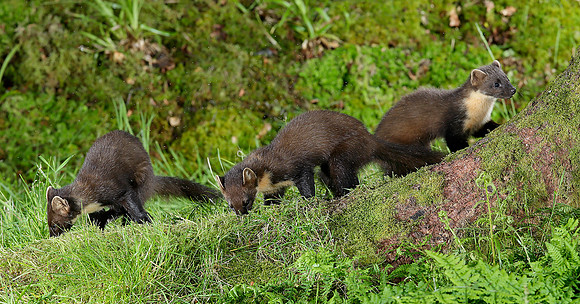 Pine Marten Martes martes