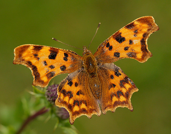 Comma Polygonia c-album