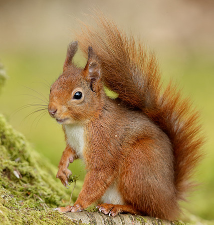 Red Squirrel Sciurus vulgaris