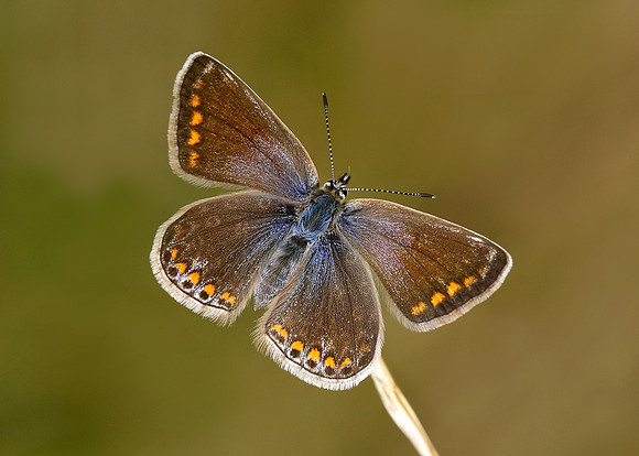 Common Blue Polyommatus icarus