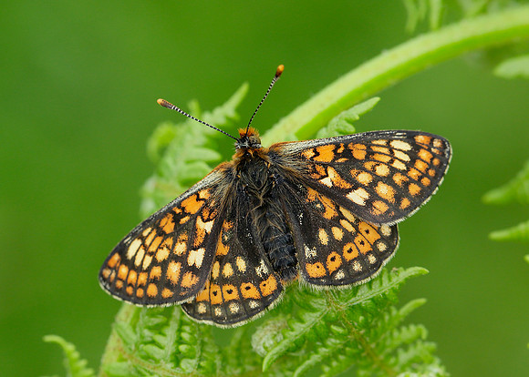 Marsh Fritillary Euphydryas aurinia
