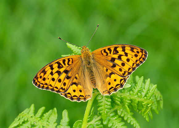 High Brown Fritillary Argynnis adippe