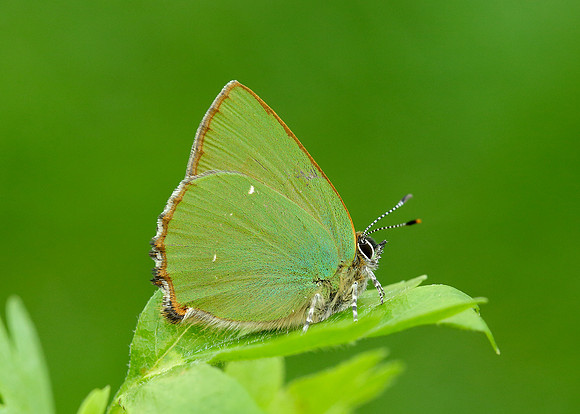 Green Hairstreak Callophrys rubi