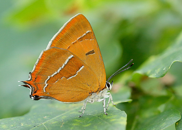 Brown Hairstreak Thecla betulae