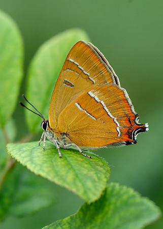 Brown Hairstreak Thecla betulae