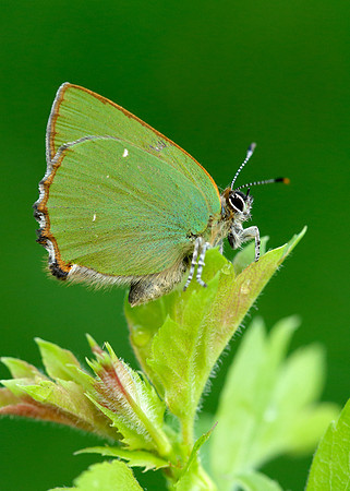 Green Hairstreak Callophrys rubi