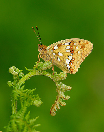 High Brown Fritillary Argynnis adippe